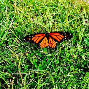 Meet your Posher, Abigail faith